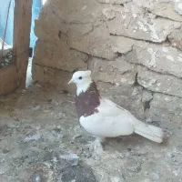 طوقی مهر|پرنده|قم, هفت تیر|دیوار