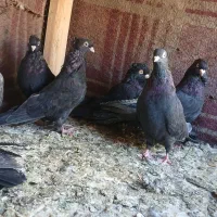 زاغ آبادانی