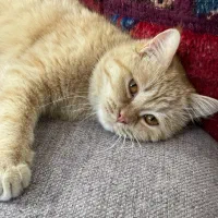 گربه بریتیش پرشین|گربه|قم, انسجام|دیوار