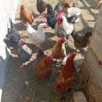 مرغ و خروس محلی
