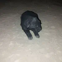 سه تا توله سیاه یکی ماده دوتا نر