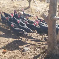 بوقلمون|حیوانات مزرعه|بروجرد, |دیوار