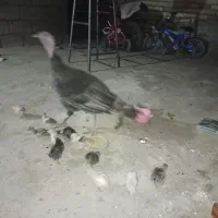 بوقلمون