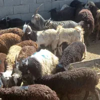 فروش بزیزغاله|حیوانات مزرعه|هشتگرد, تهران دشت|دیوار