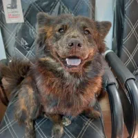 سگ آپارتمانی