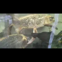 ماهی کوی ،کت فیش|ماهی|سامان, |دیوار