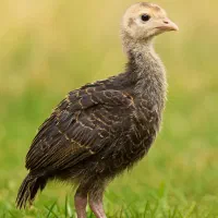 بوقلمون بوربون برنز