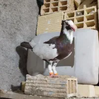 پیسه نر جوان|پرنده|شوشتر, |دیوار