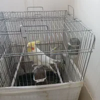 دو عدد عروس هلندی نر و ماده سخن گو