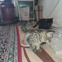 بچه‌گربه‌خانگی،دستی۲ماهه