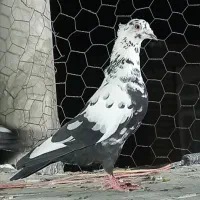 کبوتر کاشونی بلندپرواز پشتی زرد پلاکی