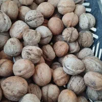 گردو خشک ولین