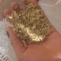 گندم امسال
