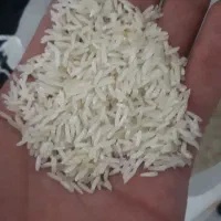 پخش برنج زیر قیمت تعاونی