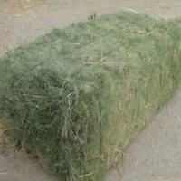 علوفه یونجه