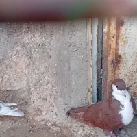کفتر
