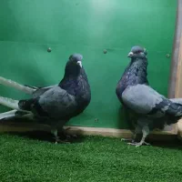 کبوتر پرشی. شازده. هما سرور چکمه پا. پشتدار.|پرنده|اصفهان, بابوکان|دیوار