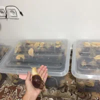 حلزون طبی آچاتینا نژاد آلبینو وفولیکا واگزاری فروش|خزنده|تهران, راه آهن|دیوار