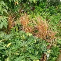 به آقا و خانم جهت کار و فروشندگی گلخانه نیازمندیم