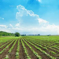 کارگر برای وجین آلا هرکار کشاورزی با اکیپ