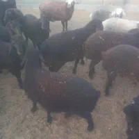 بره فروش ۳ عدد دوماده یک نر جفتی ۷۰ کیلو ۶۲۰
