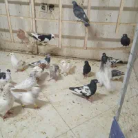 کفتر برای نو بازی|پرنده|مشهد, یوسفیه (شهرک غرب)|دیوار