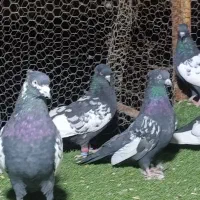 کبوتر سینه سیاه|پرنده|شیراز, شهرک گلستان|دیوار
