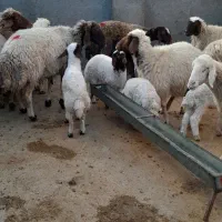 فروش نقدی جفتی ۴۶ تومن|حیوانات مزرعه|آبدانان, |دیوار