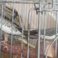 جفت عروس هلندی با وسایل|پرنده|ساوه, |دیوار