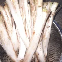 کنگر کوهی تحویل درب منزل زیر قیمت قروه