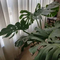 برگ انجیری مونسترا|گل و گیاه طبیعی|تهران, شهرک آزادی|دیوار