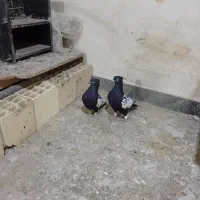 چندتاکفترشهرستانی شرط دوروزرنگ