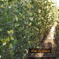 پسته پایه بادامی و بنه منناسب دین و خاک شور|خدمات باغبانی و درختکاری|تهران, امیریه|دیوار