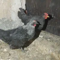 مرغ، خروس، بوقلمون