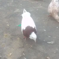 طوقی|پرنده|نیشابور, مازول|دیوار