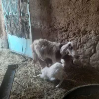 بز و تکه