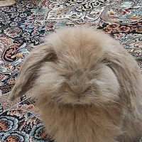 خرگوش لوپ نر