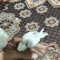 جوجه مرغ عشق دستی|پرنده|سراوان, |دیوار