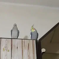 دو جفت عروس هلندی جوونه|پرنده|سربیشه, |دیوار