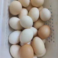 تخم مرغ محلی