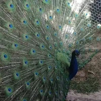 طاووس  هندی