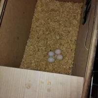 عروس هلندی|پرنده|رباط‌کریم, رباط‌کریم|دیوار