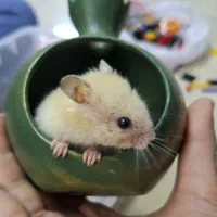 همستر طلایی