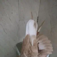 کفتر|پرنده|زرند, |دیوار