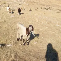 بزغاله داشتیدرجه یک|حیوانات مزرعه|سرپل ذهاب, |دیوار