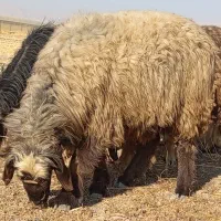 شیشک قوچ.شیشک میش