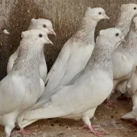 کله الماسی   طوقی قهوه ای و قرمز کله هفت رنگ|پرنده|مشهد, دانش|دیوار