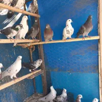 کفتر پرشی|پرنده|بهارستان, |دیوار
