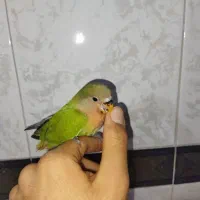 طوطی برزیلی فول دست آموز