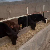 گوساله نر|حیوانات مزرعه|بوئین زهرا, |دیوار